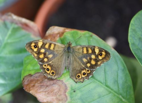 Pararge aegeria